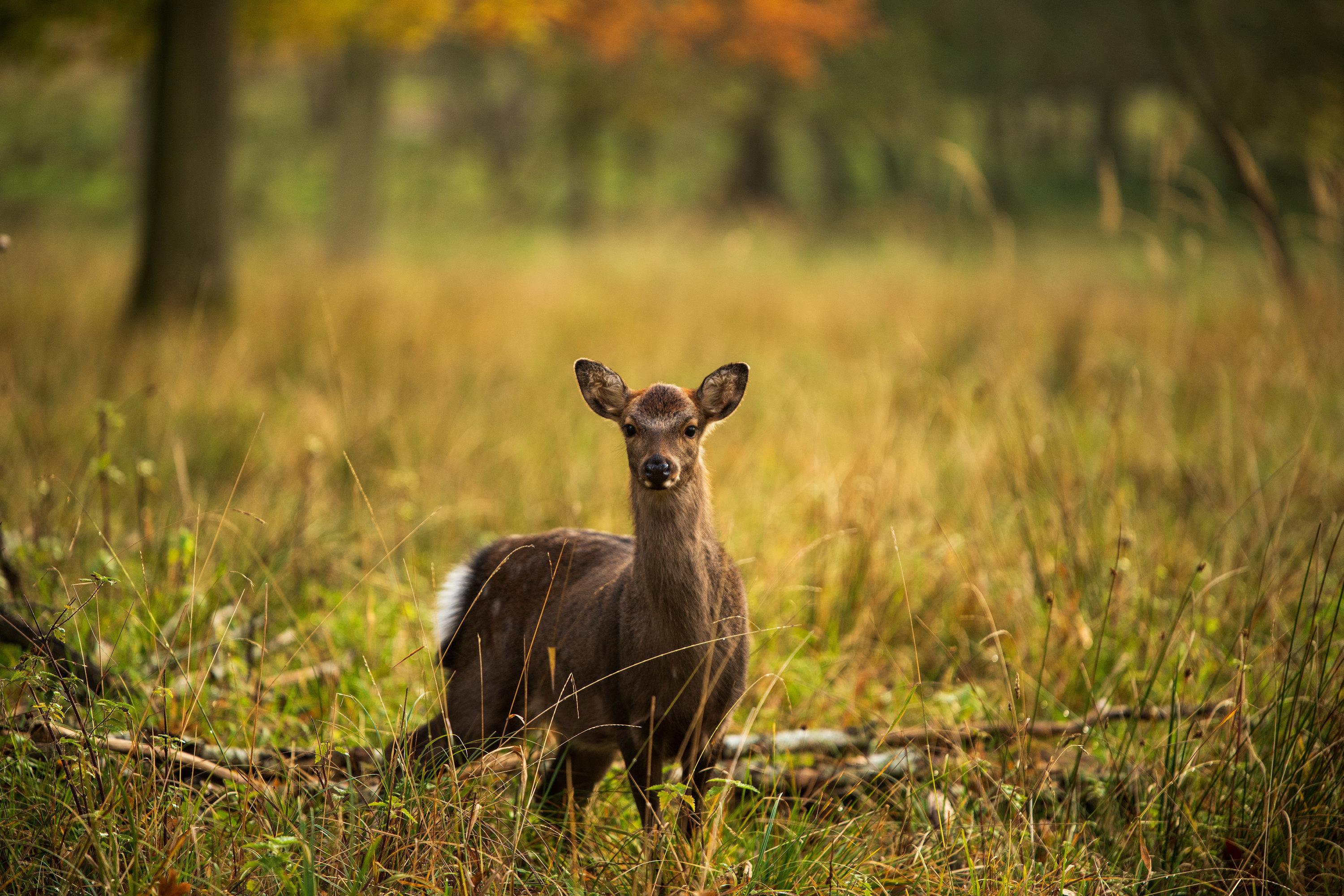 Gadevangen 12B, 2800 Kongens Lyngby