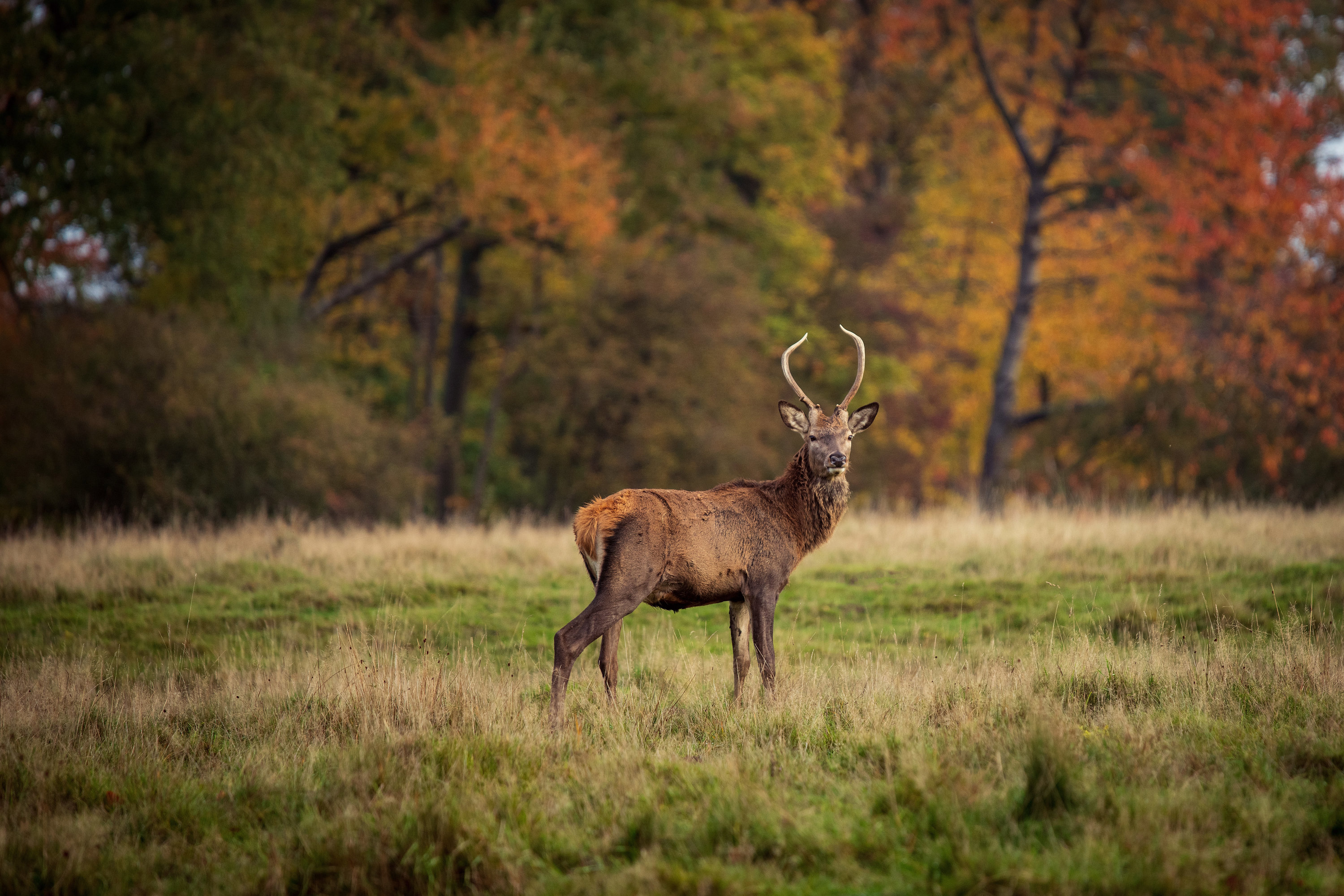 Gadevangen 12B, 2800 Kongens Lyngby