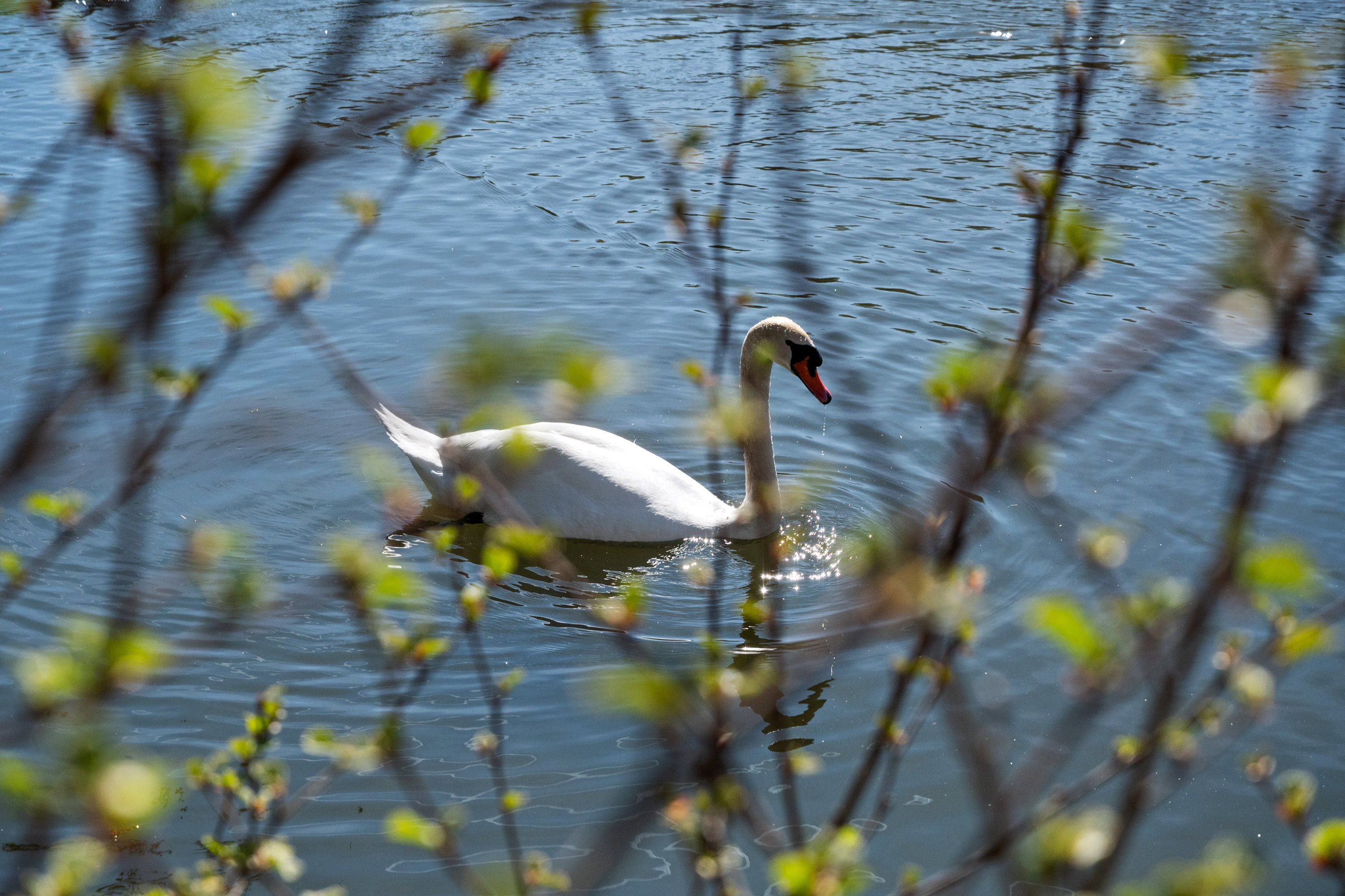 Diskret sag , 2830 Virum